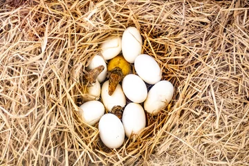Foto auf Alu-Dibond Newborn crocodiles incubation hatching eggs on the nest made from straw © thanapun