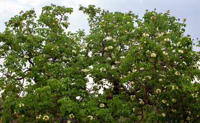Fototapeta na wymiar Flowering pequi tree ( Caryocar brasiliense ) in selective focus with depth of field blur