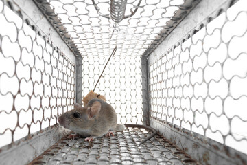 Close up of rat inside a mouse trap with bait scared and loss freedom because dirty and may be...
