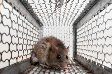 Close up of rat inside a mouse trap with loss freedom extermination. because dirt and may be...