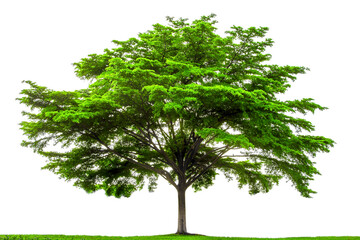  tree isolated on a white background
