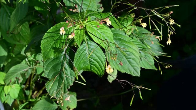 fern leaf in the forest