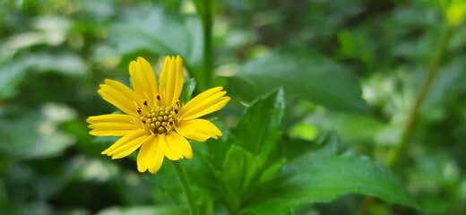 A Star Flower On It's Plant