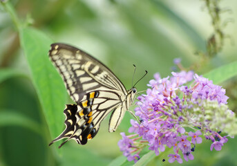 Swallowtail butterfly sucking nectar from flowers, which were taken in Tokyo, Japan. Papilio Xuthus.