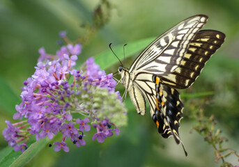 Swallowtail butterfly sucking nectar from flowers, which were taken in Tokyo, Japan. Papilio Xuthus.