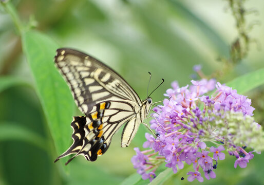 Swallowtail butterfly sucking nectar from flowers, which were taken in Tokyo, Japan. Papilio Xuthus. © Yuji Noguchi