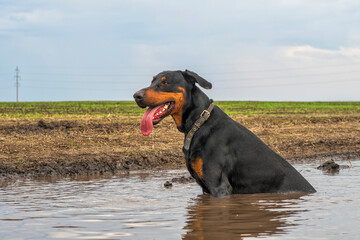 Doberman dog bathes in a dirty puddle on a dirt road