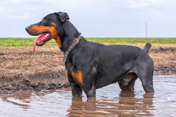 Doberman dog bathes in a dirty puddle on a dirt road