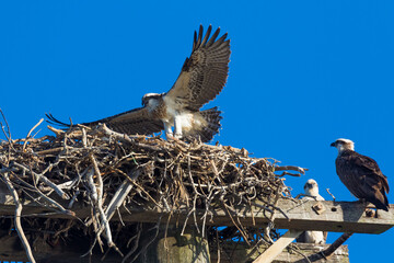Osprey family with two chicks that are ready to fledge but need some encouragement from their parents