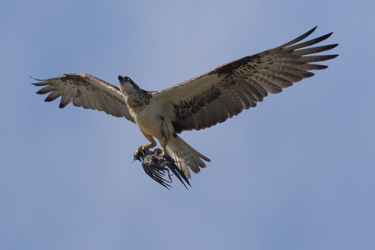 A female osprey fishing for her family and catching a water bird instead of a fish - the hicks did not seem to mind! She concentrates as she lands back at her nest