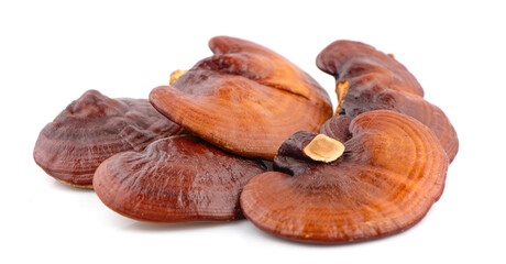 Ganoderma Lucidum Mushroom isolated on white background