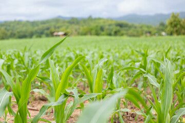 Corn or maize field on blue sky and land organic agriculture background.