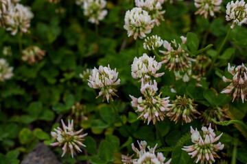 blooming clover on the city street. plants in an urban environment.