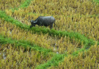 Water buffalo eating grass in a meadow in the background of nature