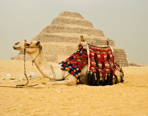 Camel in front of the Giza Pyramids in Cairo, Egypt
