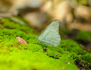  A tropical forest butterfly sitting on moss 
