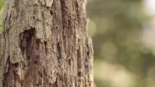 Close-up of the surface of a tree trunk where sunlight shines through (2)