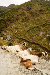 インド・ダラムサラでくつろぐ山羊たち