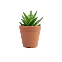 Small plant in pot cactus isolated on white background front view with clipping part