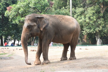 Naklejka na ściany i meble Big old Asian elephant at the zoo cage. 