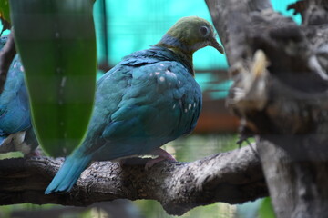 Fototapeta premium A blue green bird perched on a branch with soft background and natural lighting.