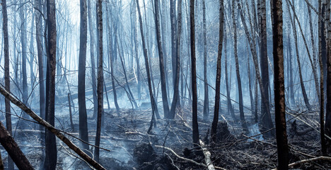 Burnt tree trunks in the forest after the fire.