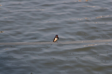A swallow sitting on a rope with water on background.