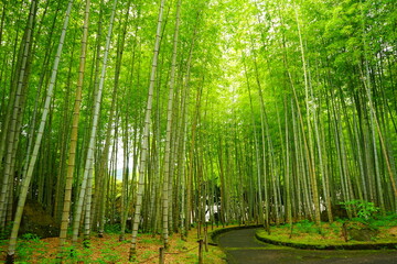 Fototapeta na wymiar Green Fresh Bamboo Forest in Oita, Japan - 日本 大分県 別府公園 竹林 