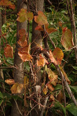 秋の森の木の幹に絡まる紅葉した山葡萄の葉。
