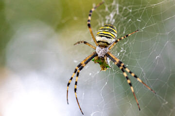 Yellow black crab spider on blurred background, copy space.