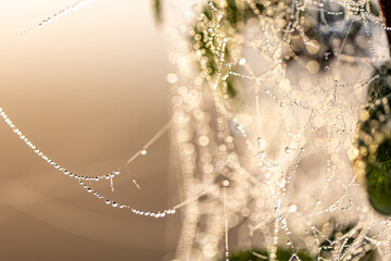 Macro shot of a drop of morning dew on a spider web.