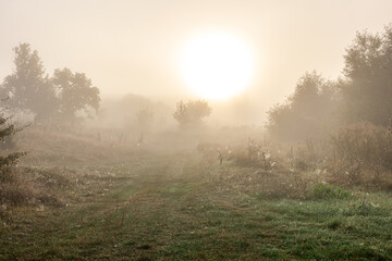 Obraz premium Early autumn morning with sun and fog in the steppe.