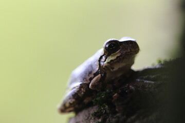 大きく目を開けて周囲を警戒しながらじっと待つアマガエル