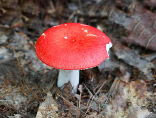close up on red mushroom on the ground