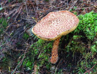 close up on brown mushroom on the ground