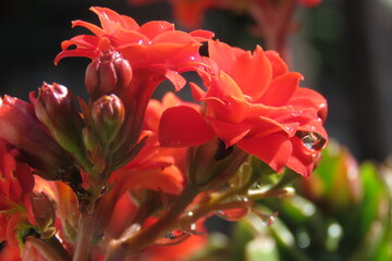 Flowers of Jade Plant