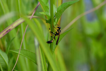 Black and yellow wasp on a flower