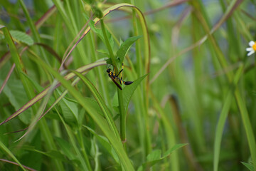 yellow-legged mud-dauber wasp aka Sceliphron caementarium