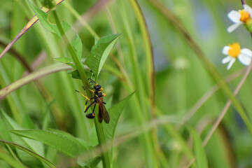 yellow-legged mud-dauber wasp aka Sceliphron caementarium