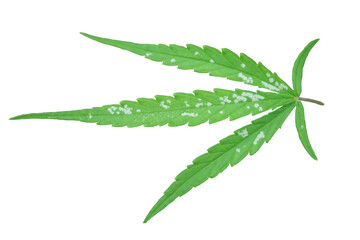 Wild marijuana plant isolated on the white background. White spotted cannabis leaves are caused by...