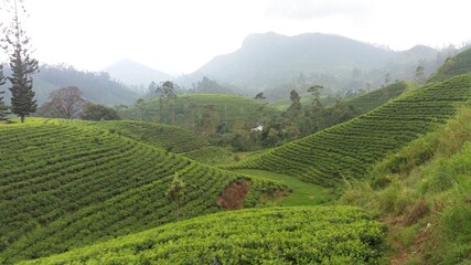 Fototapeta na wymiar Tea Plantation in Hill Country Sri Lanka