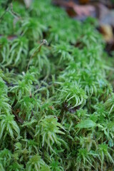 北陸の観光地、山中温泉の鶴仙渓遊歩道沿いにあるミズゴケ