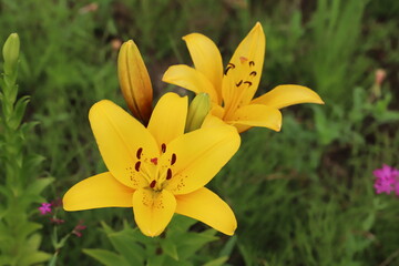 初夏の公園に咲く黄色いスカシユリの花