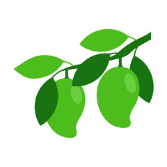 Green Mango tree branch vector illustration isolated on white background