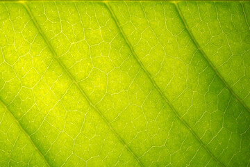 Fototapeta na wymiar Background macro pattern of green leaves