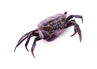 Ricefield crab (Freshwater crab) isolated on white background, Somanniathelphusa