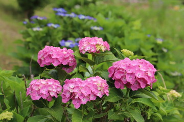 Obraz premium 初夏の公園に咲くアジサイのピンク色の花