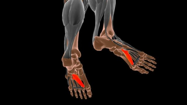 Oblique head of adductor hallucis Muscle Anatomy For Medical Concept 3D
