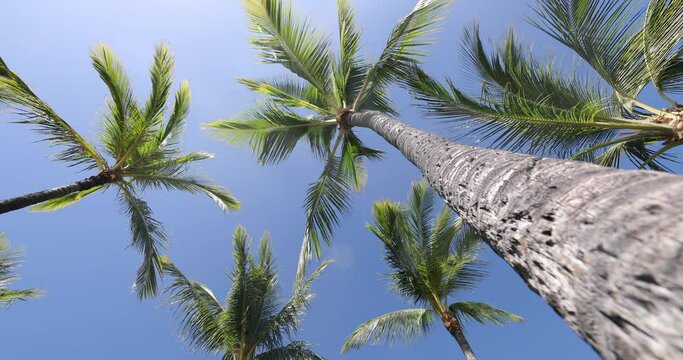 Summer beach background palm trees against blue sky panorama, tropical Caribbean