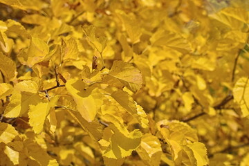 Thick yellow leaves. Close-up of autumn foliage on a tree.